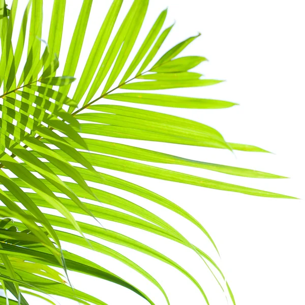 Palm lämnar vajar i vinden på vit bakgrund — Stockfoto