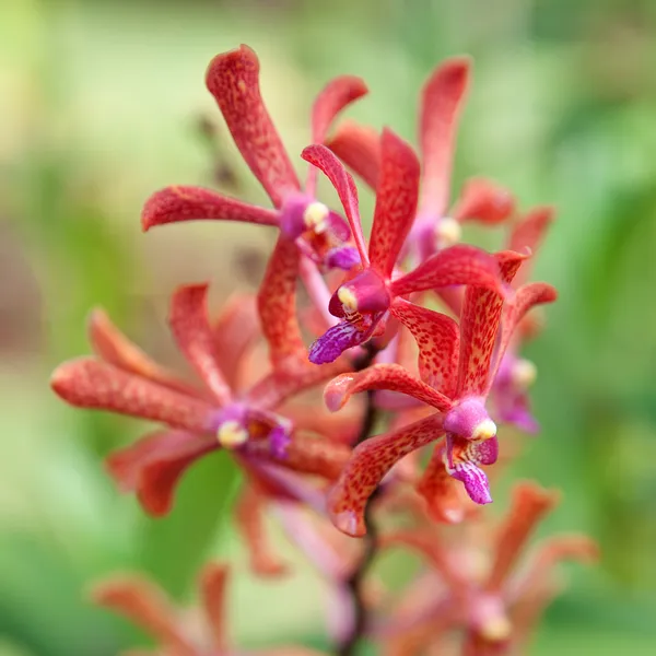 Beautiful red spotted orchind after the rain — Stock Photo, Image