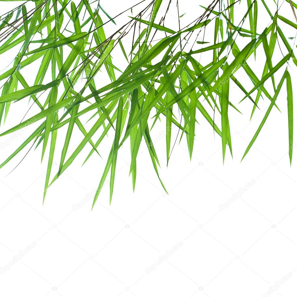 Backlit stems of beautiful green bamboo leaves with space for text