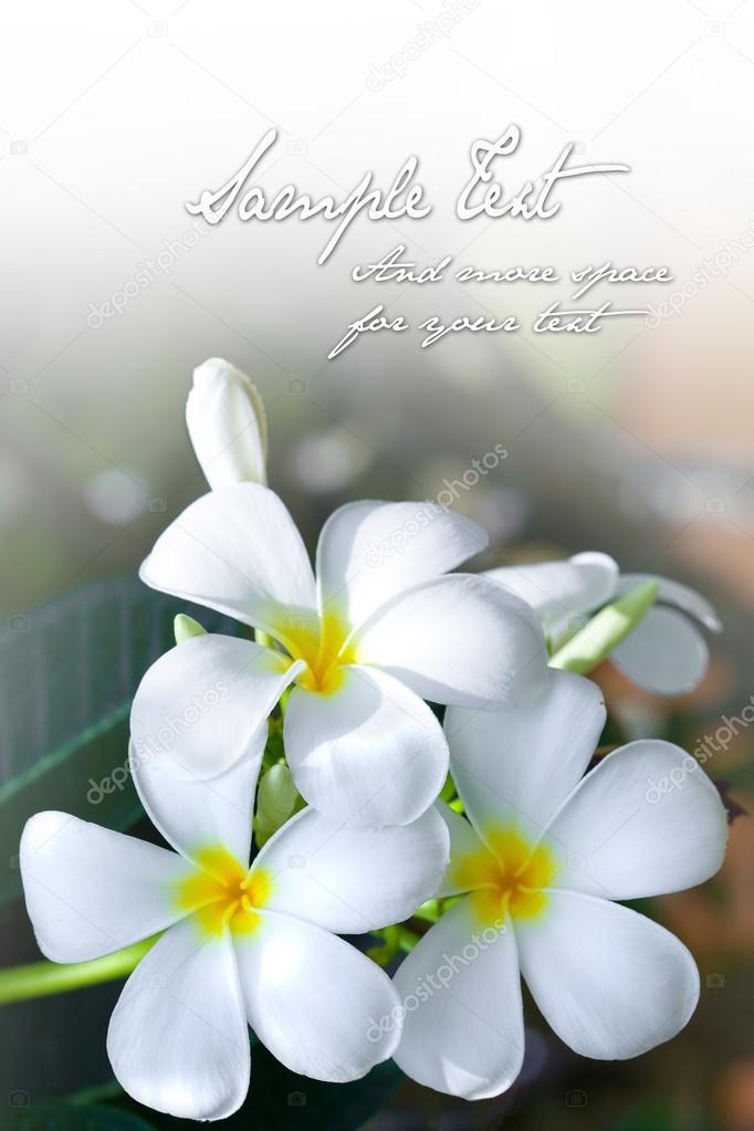 Background of the sweet smelling frangipani flower with space for text