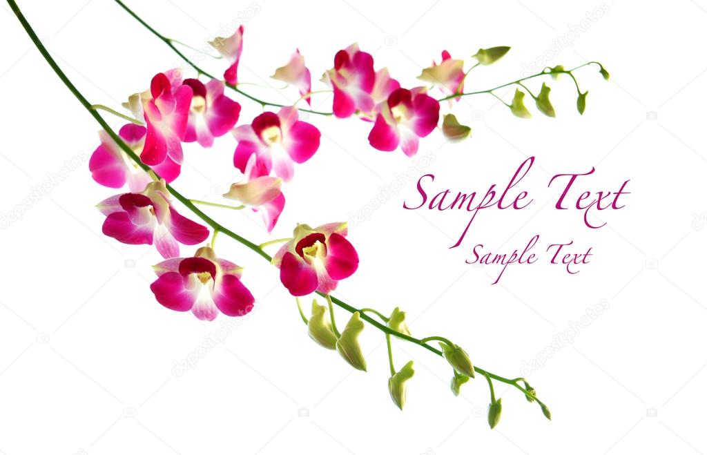 Beautiful oriental magenta orchids against white background
