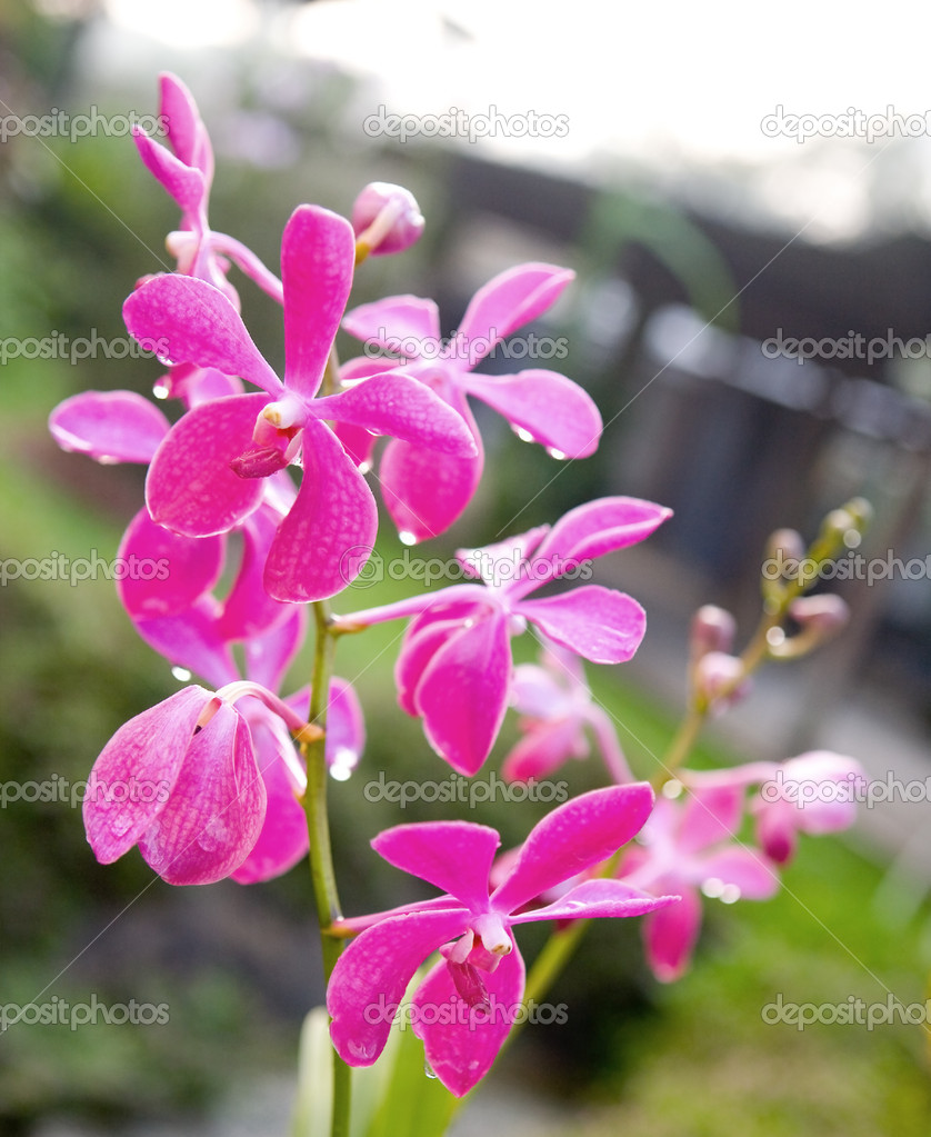 Pretty bunch of pink orchid with raindrops