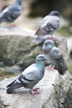 Wood pigeon resting on a rock in the park