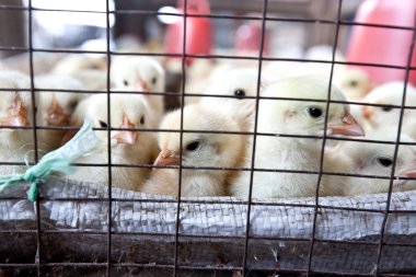Bebek civcivlerin çiftlik mağazasında satışa hazır