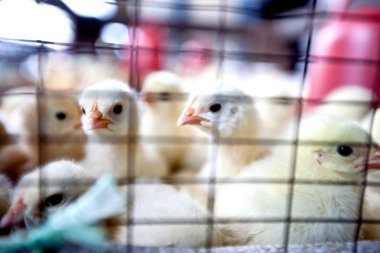 Bebek civcivlerin çiftlik mağazasında satışa hazır