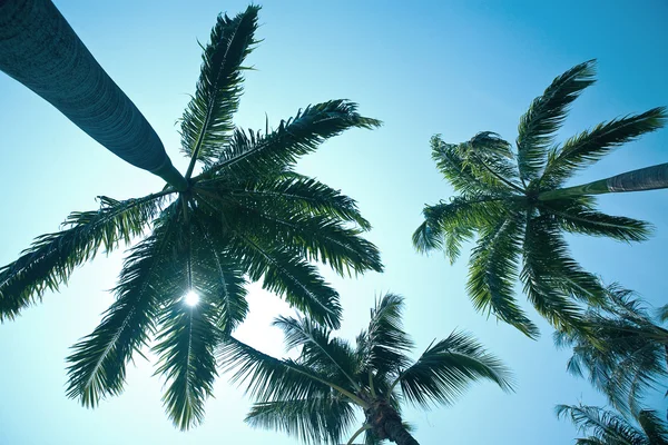 Höga kokospalmer mot blå himmel — Stockfoto