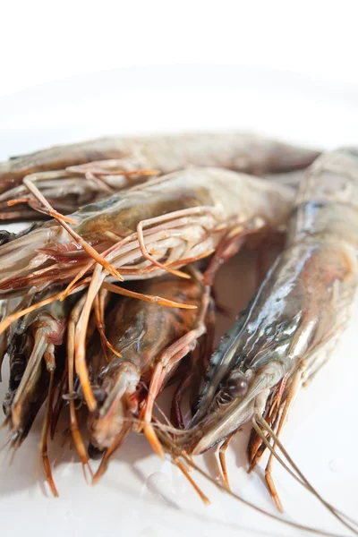 Langostino tigre fresco y grande aún con cáscara — Foto de Stock