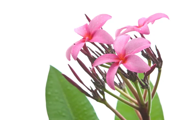 Schöne dunkelrosa Frangipani vor weißem Hintergrund — Stockfoto