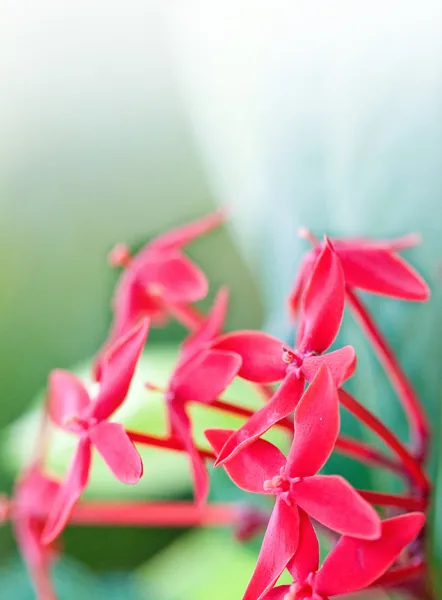 Красивый красный цветок иксора против зеленых листьев с пространством для текста — стоковое фото