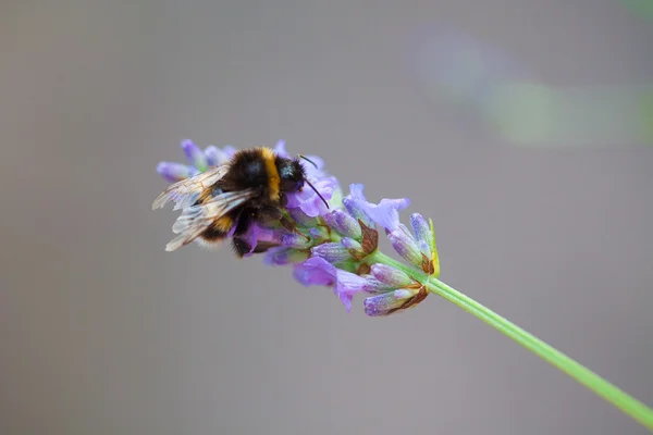 Bumble bee on stalk of lavender in the outdoor garden — Stock Photo, Image