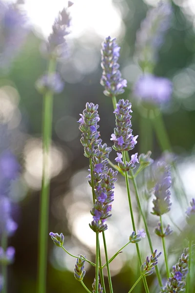 Lavanta karşı yeşil çim açık güzel saplarını
