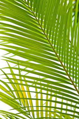 palmiye yaprakları canlı yeşil yaprakları ile açık bir ortamda