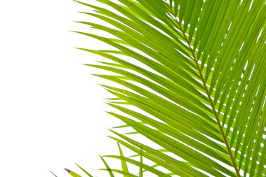 palmiye yaprakları canlı yeşil yaprakları ile açık bir ortamda