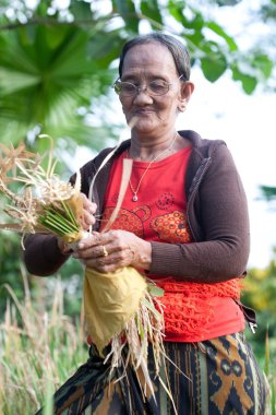 yaşlı bayan saman paddy alandan toplama