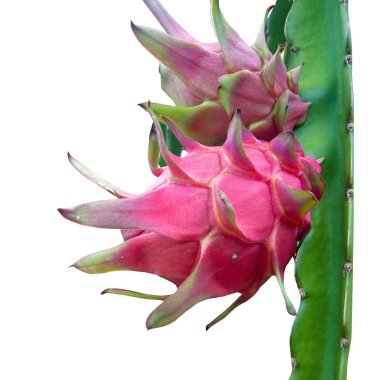 izole kırmızı dragonfruit olarak meyve bahçesi tesisi