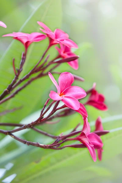Frangipani rosa escuro — Fotografia de Stock