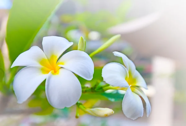 Biały frangipani kwiaty — Zdjęcie stockowe