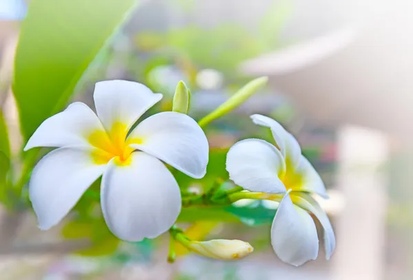 Vit frangipani blommor — Stockfoto