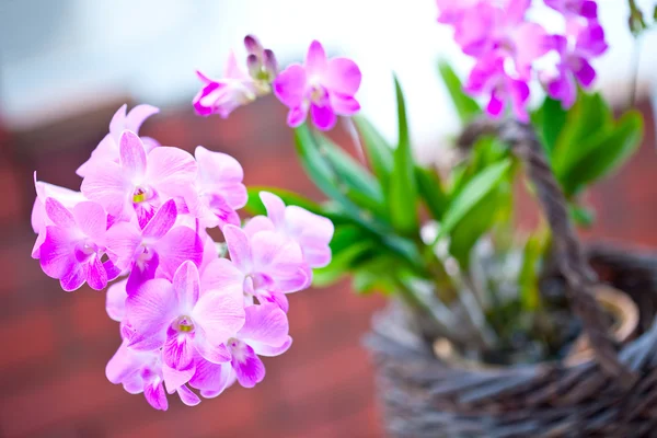 Mooie bos van paars roze mini orchid — Stockfoto