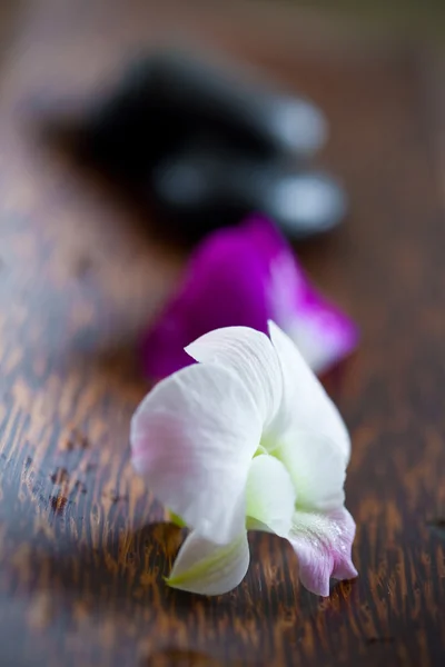 Orquídea branca em placa de madeira para fundo spa — Fotografia de Stock