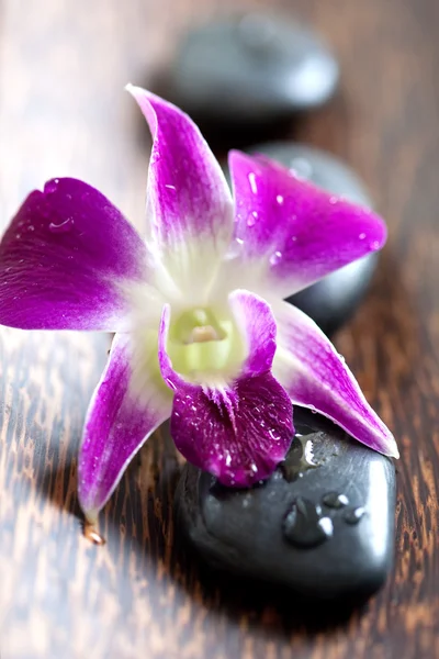 Orquídea oriental com pedra quente para spa — Fotografia de Stock