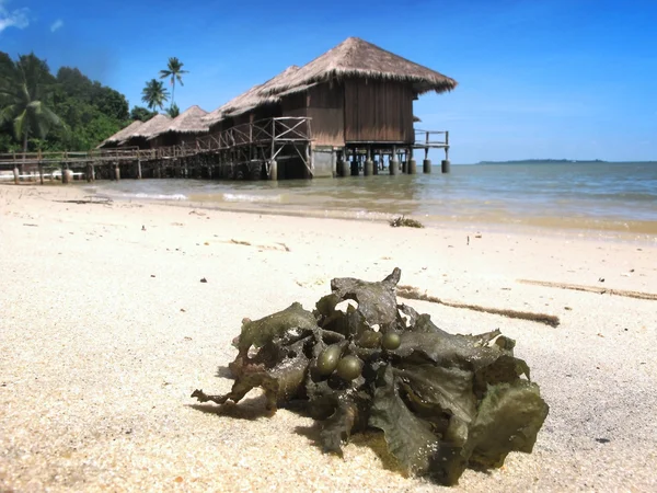 Washed up seaweed on sandy beach — Stock Photo, Image