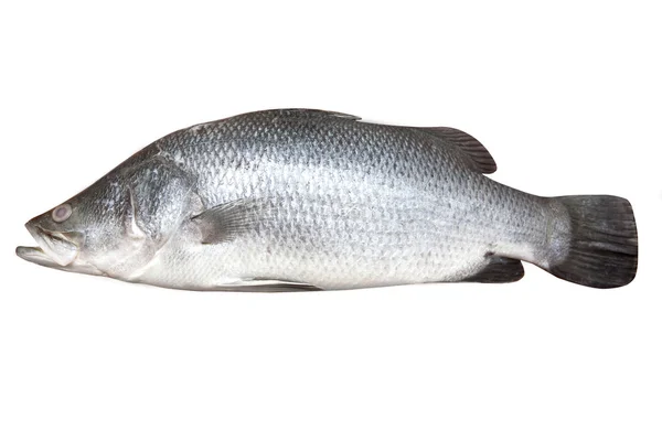 Bellissimo pesce branzino fresco isolato su bianco — Foto Stock