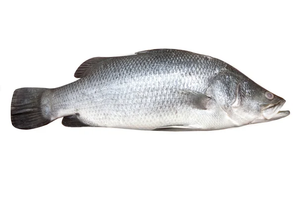 Bellissimo pesce branzino fresco isolato su bianco — Foto Stock