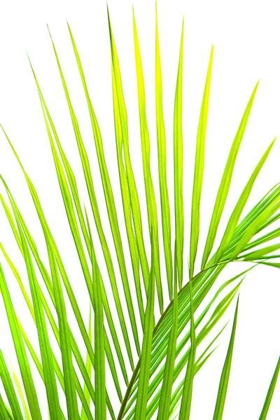 Palm fronds in an outdoor setting with vibrant green leaves — Stock Photo, Image