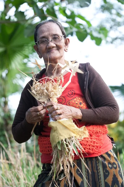 Anciana recogiendo heno del arrozal — Foto de Stock