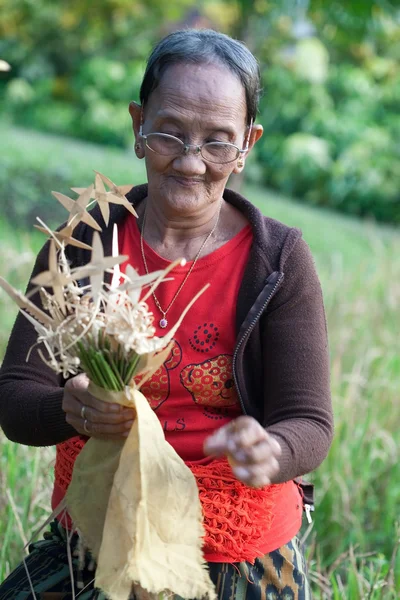 Anciana recogiendo heno del arrozal — Foto de Stock