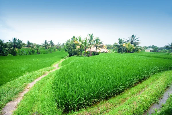 Arroz paddy terraço à luz do dia . — Fotografia de Stock