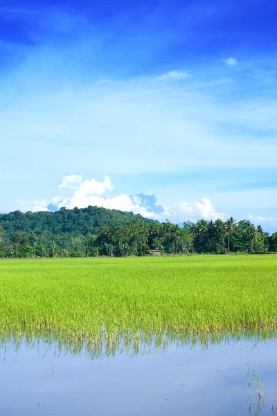 Paddy campo in pianura di Sabah — Foto Stock