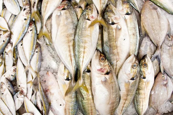Haldy makrely v mokré trhu — Stock fotografie