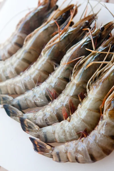 Langostino tigre fresco en plato blanco — Foto de Stock