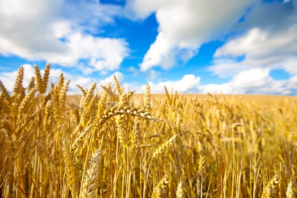 Campo de trigo dorado con cielo azul en el fondo — Foto de Stock