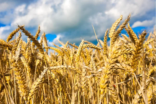 Champ de blé doré avec ciel bleu en arrière-plan — Photo
