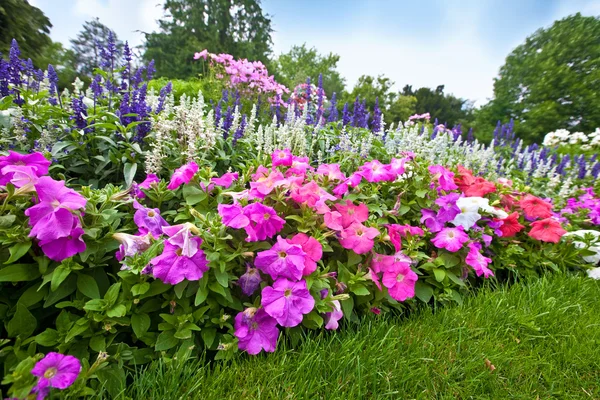 Joli jardin fleuri soigné avec azalées colorées . Photo De Stock