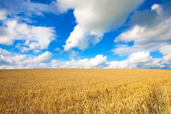 Campo de trigo dourado com céu azul no fundo Imagem De Stock