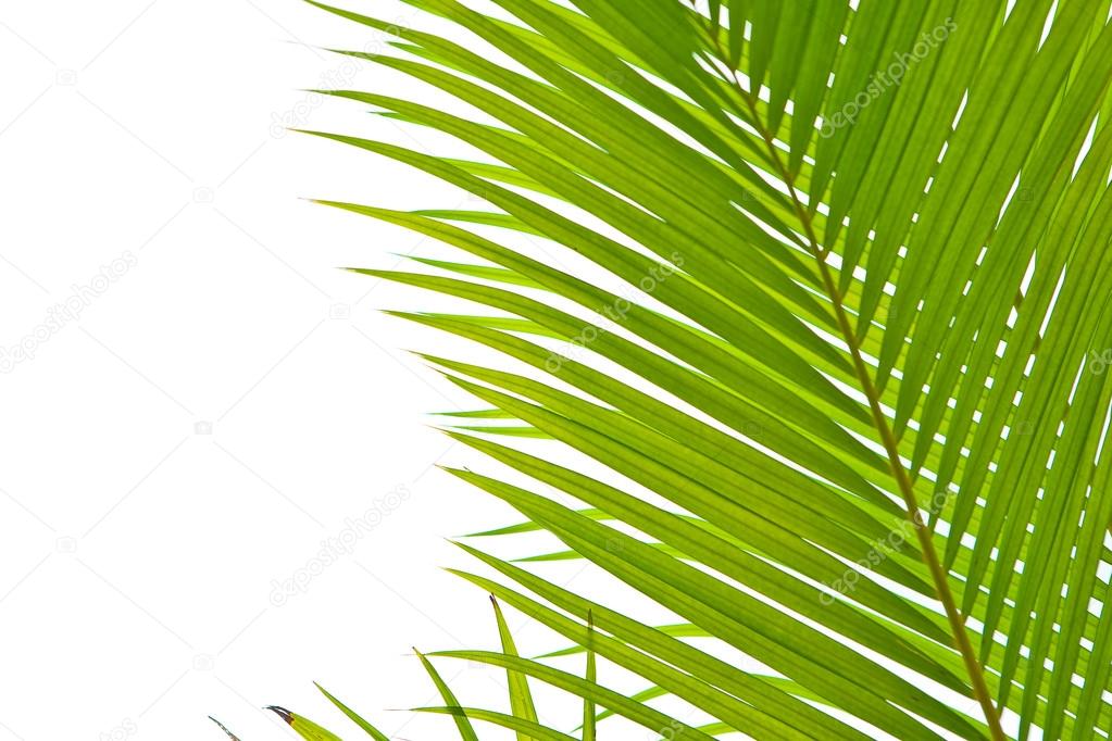 Palm fronds in an outdoor setting with vibrant green leaves