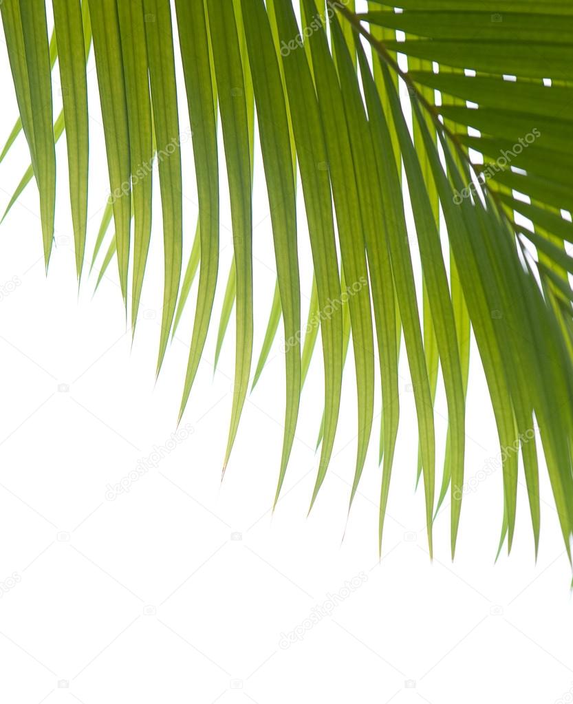 Palm fronds against white background.