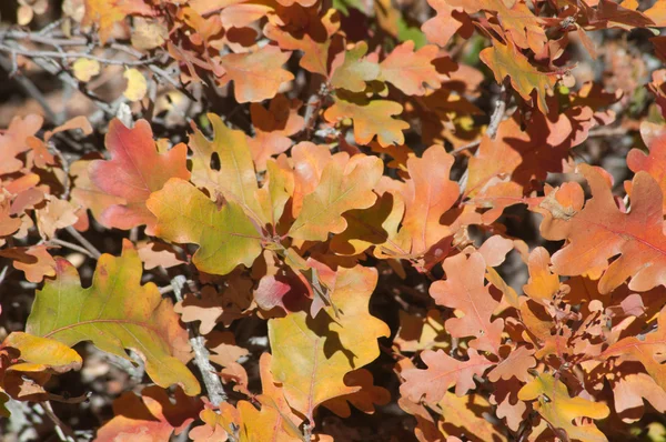 Gambel 橡木叶子秋天自然背景 图库图片