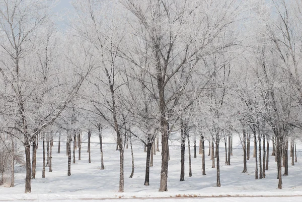 Sneeuw op bomen — Stockfoto