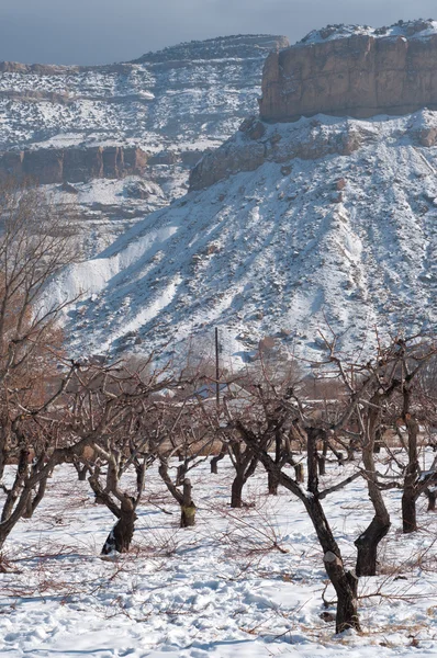 Winter in Colorado Wine Country — Stock Photo, Image