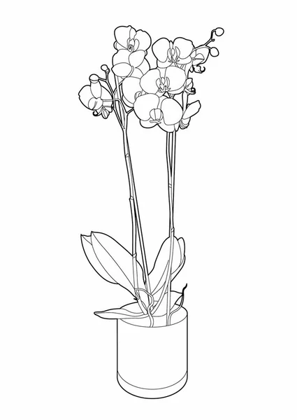 鉢の中の蘭のベクトル図Eps 10ファイル — ストックベクタ