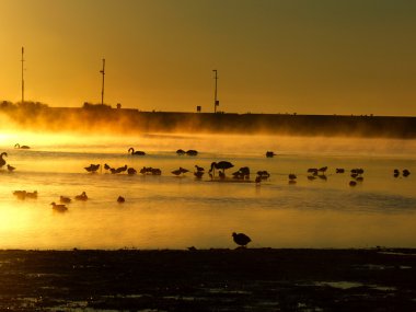 Altın gündoğumu ve yaban hayatı