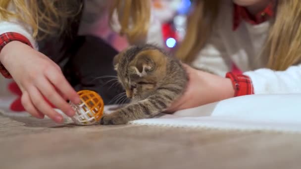 Hermoso Gatito Niñas Jugando Con Adorable Gatito Gris Suelo Hermosa — Vídeo de stock