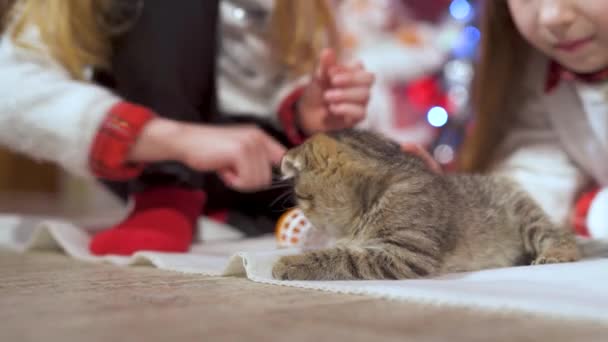 Schöne Kleine Kätzchen Und Kinder Kleine Mädchen Spielen Weihnachten Mit — Stockvideo