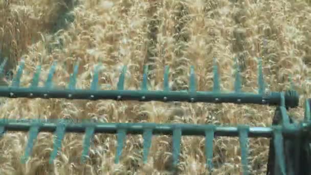 Un énorme mécanisme de tondeuse coupe le blé. Gros plan sur le mécanisme d'une tondeuse batteuse. Nuage de poussière mélangé avec des grains et de la paille sortant des roues massives.