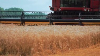 The harvester mower mechanism cuts wheat spikelets. Agricultural harvesting work. The rotation of the mower of combine cuts the yellow wheat.